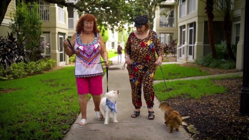 dog-walk